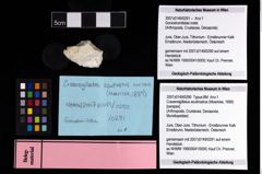 NHMW-GEO-2007z0149-0291_Ol_04.tifGoniodromitidae indet.  (NHMW-GEO-2007z0149-0291)